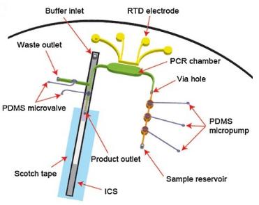 與免疫色譜(或側向流動)檢測相關的微流控RT-PCR測定 與免疫色譜(或側向流動)檢測相關的微流控RT-PCR測定