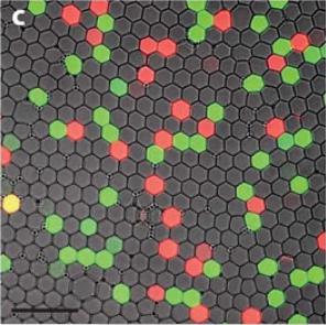 數字PCR用于罕見突變檢測 數字PCR用于罕見突變檢測