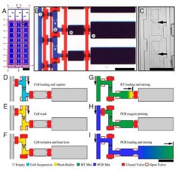 單細胞RT PCR分析,來自White等,PNAS,2011 單細胞RT PCR分析,來自White等,PNAS,2011