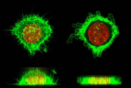 使用微流控芯片的細胞變形 使用微流控芯片的細胞變形