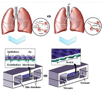 人類肺泡上皮細胞和肺微血管內皮細胞在PDMS芯片中培養以模擬肺功能