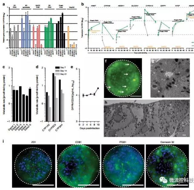 3D微流控肝臟器官芯片為乙肝藥物開發打下基礎 3D微流控肝臟器官芯片為乙肝藥物開發打下基礎