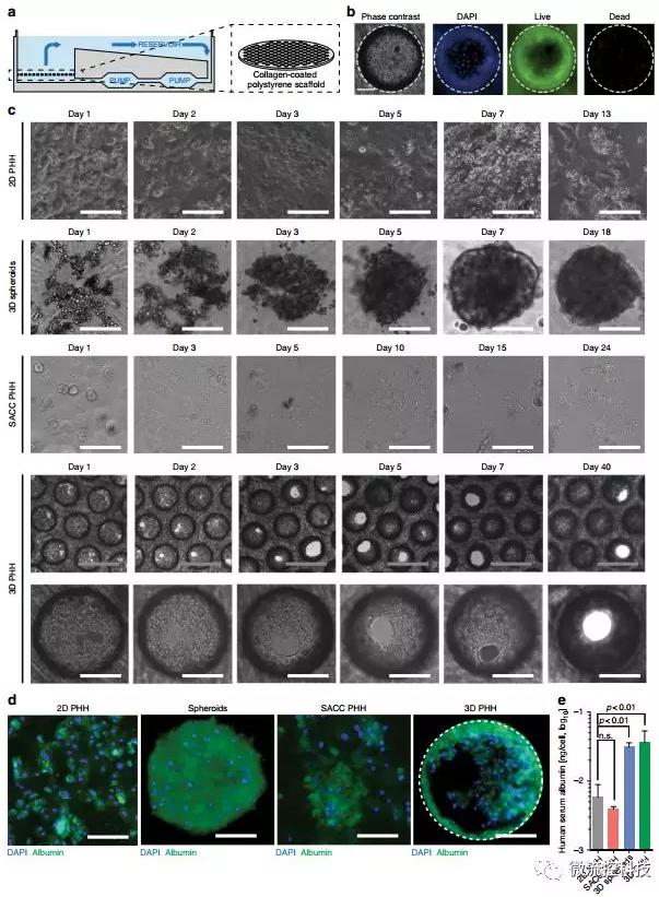 3D微流控肝臟器官芯片為乙肝藥物開發打下基礎 3D微流控肝臟器官芯片為乙肝藥物開發打下基礎