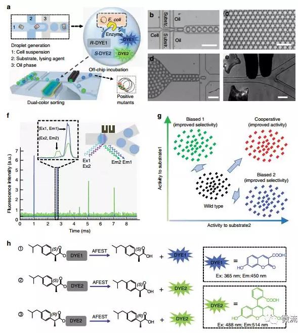 Nat. Commun. 微流控液滴篩選技術:上海交通大學楊廣宇團隊在酶立體選擇性超高通量篩選體系取得突破性進展 Nat. Commun. 微流控液滴篩選技術:上海交通大學楊廣宇團隊在酶立體選擇性超高通量篩選體系取得突破性進展