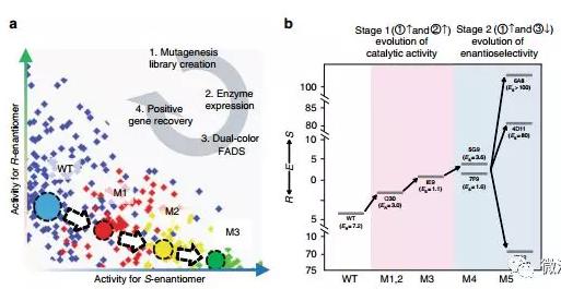 Nat. Commun. 微流控液滴篩選技術:上海交通大學楊廣宇團隊在酶立體選擇性超高通量篩選體系取得突破性進展 Nat. Commun. 微流控液滴篩選技術:上海交通大學楊廣宇團隊在酶立體選擇性超高通量篩選體系取得突破性進展