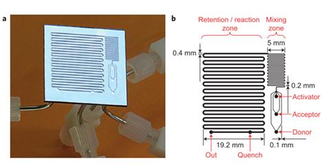 圖16：用于反應優化的微流控反應器，其中改變反應溫度，試劑濃度和停留時間以確定糖基化反應的最佳反應條件。降低了由硅和派熱克斯制成的整個芯片。b顯示芯片的設計，采用三個供體，受體和活化劑入口，隨后將其混合并使其反應，在反應結束時加入淬火劑。Ratner等人的圖片&nbsp;“有機化學中基于微反應器的反應優化 - 糖基化作為挑戰”。