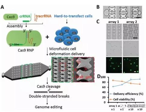 微流控芯片技術(shù)助力免疫治療,將CRISPR體系傳遞到人類T細(xì)胞 微流控芯片技術(shù)助力免疫治療,將CRISPR體系傳遞到人類T細(xì)胞