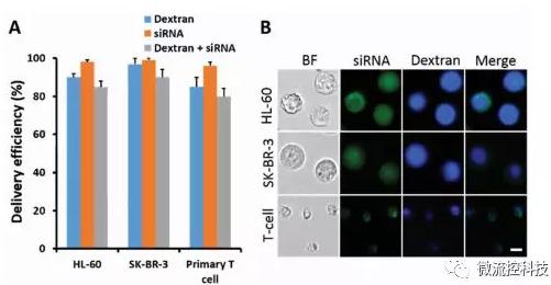 微流控芯片技術(shù)助力免疫治療,將CRISPR體系傳遞到人類T細(xì)胞 微流控芯片技術(shù)助力免疫治療,將CRISPR體系傳遞到人類T細(xì)胞