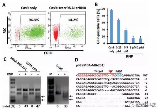 微流控芯片技術(shù)助力免疫治療,將CRISPR體系傳遞到人類T細(xì)胞 微流控芯片技術(shù)助力免疫治療,將CRISPR體系傳遞到人類T細(xì)胞