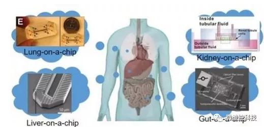 器官芯片 器官芯片