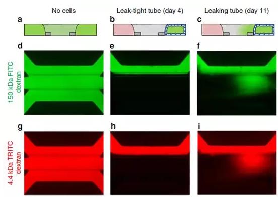 Caco-2管的屏障功能通過在管腔中灌注有熒光探針的培養基來評估
