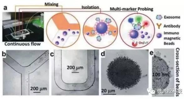 圖4:基于免疫親和原理分析外泌體的微流控系統(tǒng) 圖4:基于免疫親和原理分析外泌體的微流控系統(tǒng)