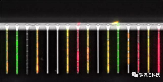 球最小的實(shí)驗(yàn)室, 集成微流控動態(tài)可控監(jiān)測單細(xì)胞基因調(diào)控