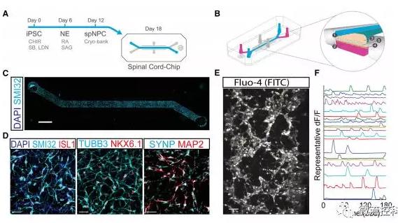 最新器官芯片技術為“漸凍人”點燃希望 最新器官芯片技術為“漸凍人”點燃希望