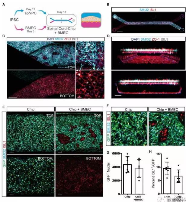 最新器官芯片技術為“漸凍人”點燃希望 最新器官芯片技術為“漸凍人”點燃希望