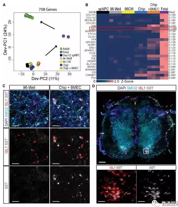 最新器官芯片技術為“漸凍人”點燃希望 最新器官芯片技術為“漸凍人”點燃希望