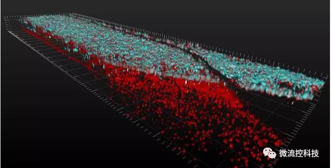 最新器官芯片技術為“漸凍人”點燃希望 最新器官芯片技術為“漸凍人”點燃希望