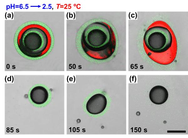 圖2. “特洛伊木馬式”微囊用于程序式梯級(jí)次序釋藥