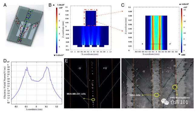 圖4. 無標記物分類分離細胞功能A)微流控芯片示意圖；B)微流控管道內電勢分布計算圖；C)電勢分布局部放大；D)橫截面電勢分布圖；E)顯微照相圖