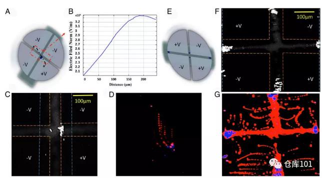 圖5. 稀有細胞濃縮富集 A)微流控芯片示意圖；B)電勢分布圖；C)熒光顯微照片觀察到細胞富集；D)細胞軌跡疊加；E)改變電極帶電情況；F)改變電場后富集區域改變；G)細胞軌跡疊加