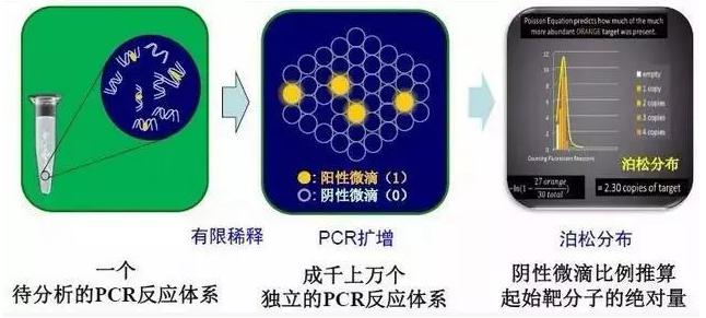 dPCR基本原理(微滴式) dPCR基本原理(微滴式)
