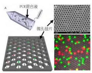 基于微孔芯片的數字 PCR 檢測 基于微孔芯片的數字 PCR 檢測