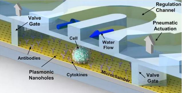 腔體會接收來自微流控微通道的平穩的水流和營養流 腔體會接收來自微流控微通道的平穩的水流和營養流