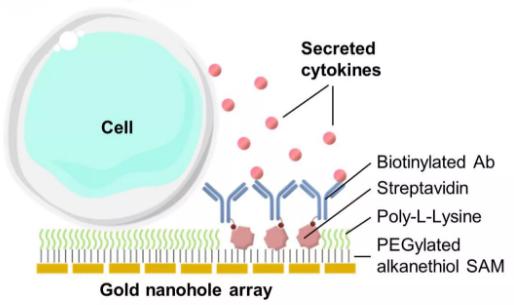 單個細胞也為開發癌癥以及自身免疫性疾病的新療法鋪平了道路 單個細胞也為開發癌癥以及自身免疫性疾病的新療法鋪平了道路