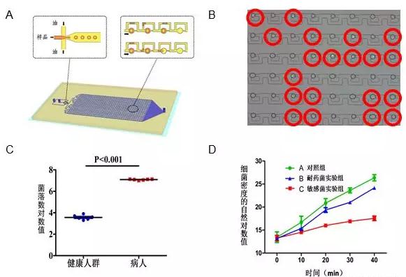 圖3A.液滴微流控芯片原理設計圖結構包含上游的液滴生成區和下游的液滴捕獲區；B.利用液滴熒光成像分辨細菌陽性和陰性液滴；C.液滴數字化分析顯示健康人和尿路感染病人尿液細菌計數差別；D.液滴數字化分析顯示敏感和耐藥細菌對于抗生素的反應。