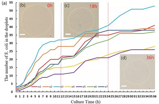 圖2. 液滴中大腸桿菌的數目隨時間變化的圖像 圖2. 液滴中大腸桿菌的數目隨時間變化的圖像