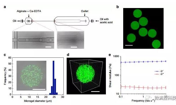 微流控技術(shù)開(kāi)發(fā)微型彈性球,可用于癌癥診斷 微流控技術(shù)開(kāi)發(fā)微型彈性球,可用于癌癥診斷
