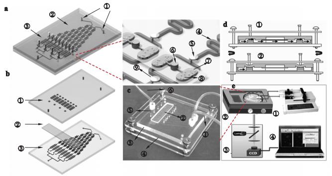 圖2海洋微藻培養及毒性篩選微流控芯片示意圖及實物圖