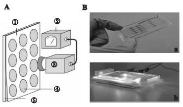 圖3微藻葉綠素熒光檢測芯片