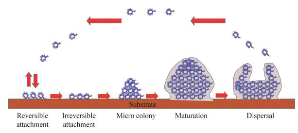 圖1生物被膜形成過程示意圖
