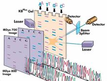 聚合酶鏈?zhǔn)椒磻?yīng)