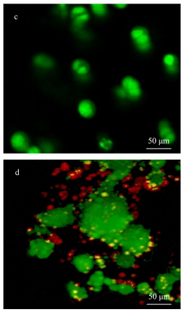 細胞熒光染色圖
