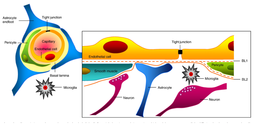 圖1.神經(jīng)血管單元的圖示