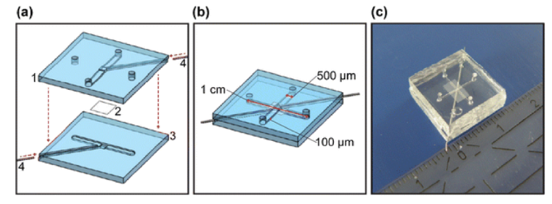 圖3.芯片層（a）和組裝芯片（b）的示意圖，以及Griep等人開發(fā)的片上BBB的圖片。（轉(zhuǎn)載自Griep等人）