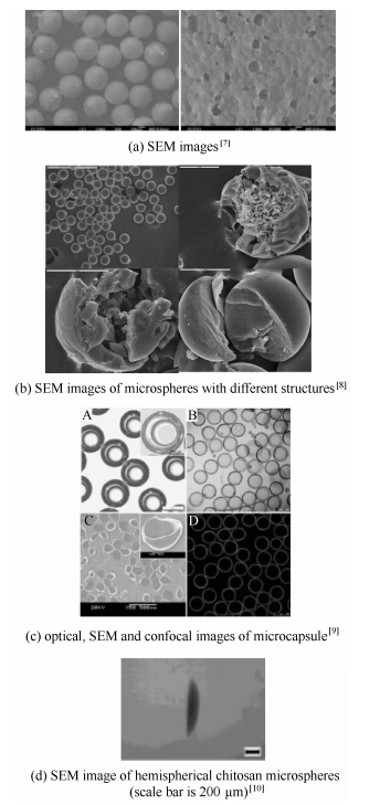 殼聚糖微球/微膠囊的形貌