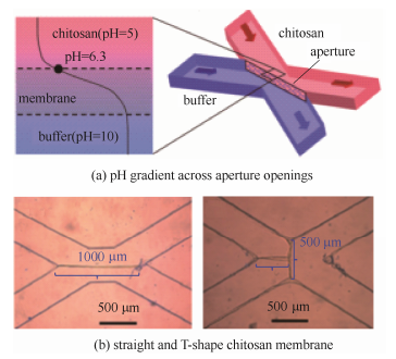 殼聚糖膜的形成