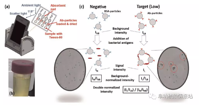圖1. 基于智能手機(jī)的紙基微流控檢測大腸桿菌和淋球菌的示意圖