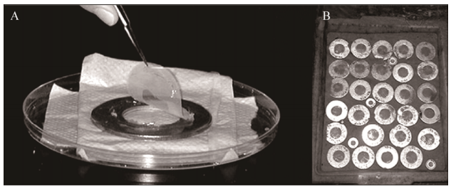圖2擴散生長盒原位培養環境微生物示意圖
