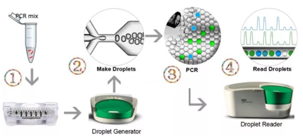 微滴式數字PCR