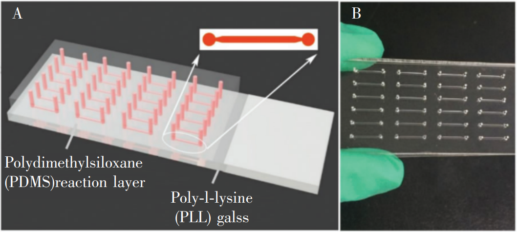 冰毒檢測微流控芯片:(A)芯片結(jié)構(gòu)示意圖;(B)芯片實(shí)物圖