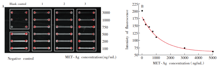 圖5(A)芯片對冰毒標(biāo)準(zhǔn)品的梯度檢測熒光圖;(B)對應(yīng)圖(A)的“冰毒標(biāo)準(zhǔn)品濃度-灰度值冶曲線