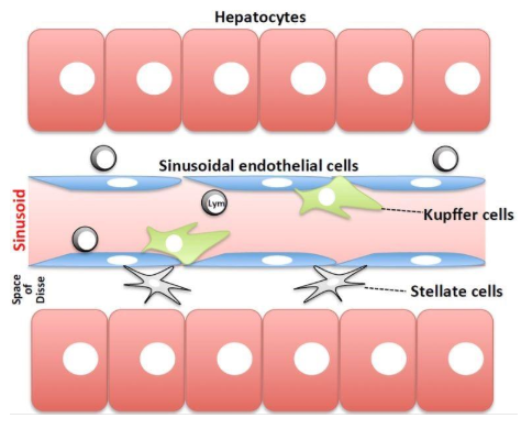 圖1.肝竇的方案。血液流動的正弦曲線與由肝細胞組成的薄壁組織，通過竇狀內皮細胞膜和Disse空間分離。4種主要類型的細胞是內皮細胞，庫普弗細胞和星狀細胞（非實質細胞）和肝細胞。圖來自Tsutsui等[9]。