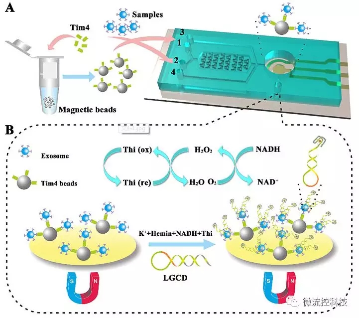 圖1.（A）ExoPCD-chip示意圖；（B）ITO表面電傳感示意圖
