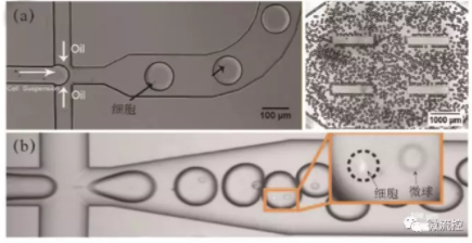 圖3 微流控液滴生成與單細(xì)胞包裹圖