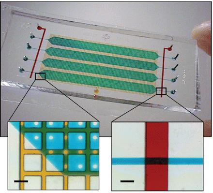PDMS微流控芯片用于基因合成 PDMS微流控芯片用于基因合成