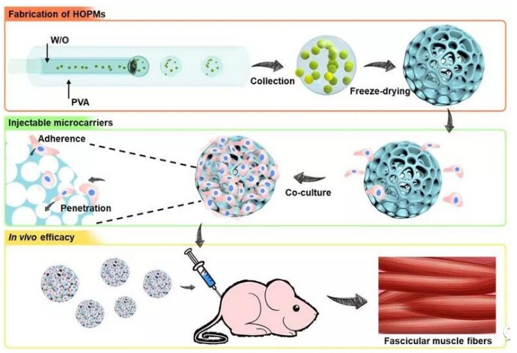 利用微流控技術制備高度貫通多孔微載體 利用微流控技術制備高度貫通多孔微載體